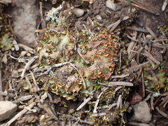 Solorina crocea