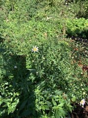 Symphyotrichum lanceolatum