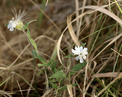 Silene latifolia