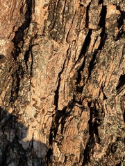 Tenuirostritermes
