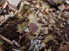 Solorina crocea