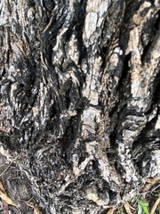 Tenuirostritermes