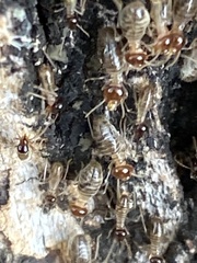 Tenuirostritermes