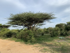 Vachellia planifrons