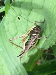 Metrioptera brachyptera