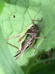 Metrioptera brachyptera
