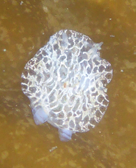 Corambe steinbergae