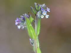 Myosotis arvensis