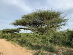 Vachellia planifrons