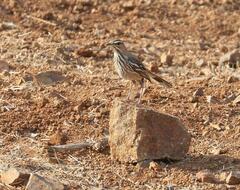 Cercotrichas leucophrys