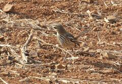 Cercotrichas leucophrys