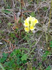 Linaria vulgaris