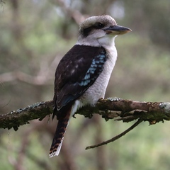 Dacelo novaeguineae novaeguineae