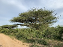 Vachellia planifrons