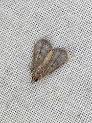 Hypsopygia nostralis