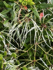 Clematis microphylla