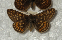 Euphydryas