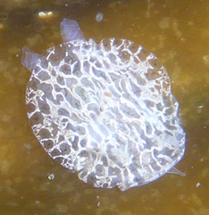 Corambe steinbergae