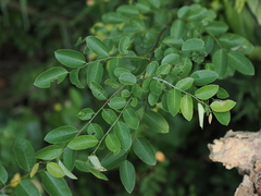 Phyllanthaceae