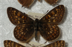 Euphydryas