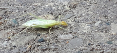 Oecanthus