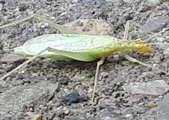 Oecanthus