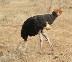 Struthio camelus