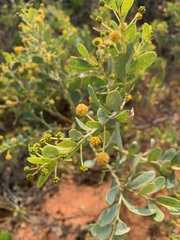 Acacia bivenosa
