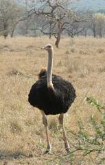 Struthio camelus