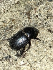 Pentodontini