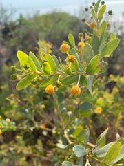 Acacia bivenosa