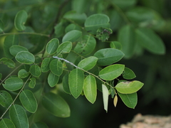 Phyllanthaceae