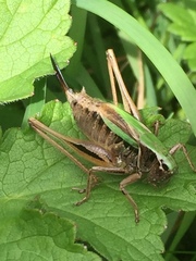 Metrioptera brachyptera