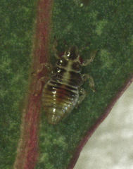 Thaumastocoris peregrinus