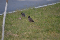 Acridotheres tristis