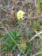 Linaria vulgaris