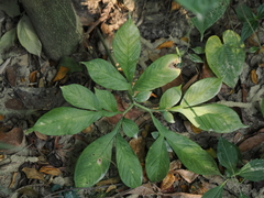 Amorphophallus henryi