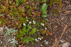 Cherleria biflora