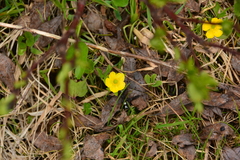 Ranunculus