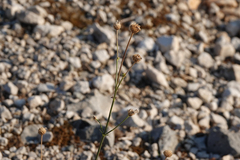 Cephalaria leucantha