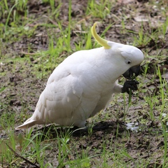 Cacatua galerita galerita