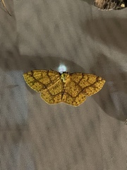 Periclina