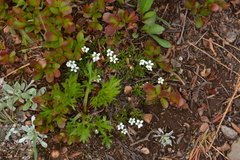 Cherleria biflora