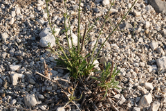 Cephalaria leucantha