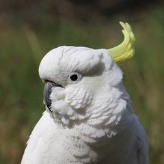 Cacatua galerita galerita
