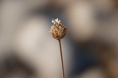 Cephalaria leucantha