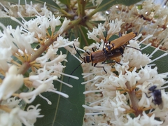Chauliognathus flavipennis