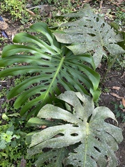 Monstera deliciosa