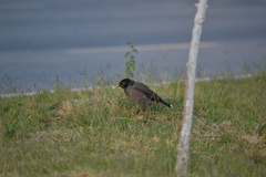 Acridotheres tristis