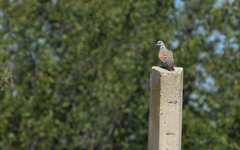 Streptopelia turtur
